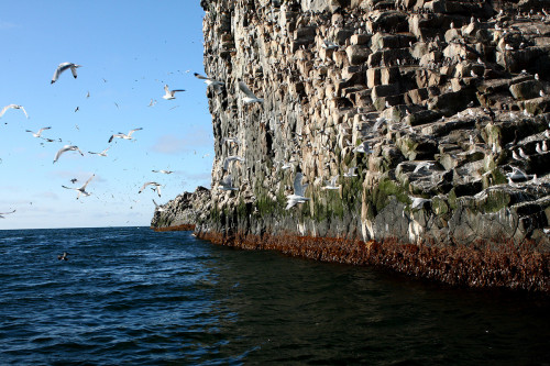 Les îles du Commandeur est l’un des plus grands parcs nationaux de Russie, où travaillent des scientifiques de tout le pays.