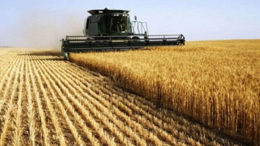 Vers une récolte record : la Tunisie renforce ses capacités de stockage