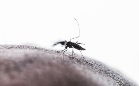 Chikungunya : le niveau d’alerte rehaussé à Mayotte